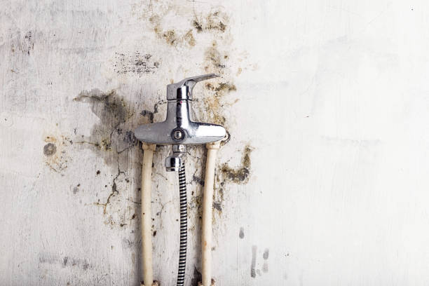 Best Mold Remediation  in Philomath, OR