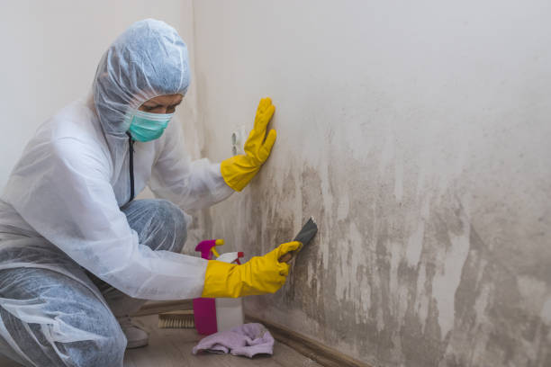 Best Crawl Space Mold Removal  in Philomath, OR