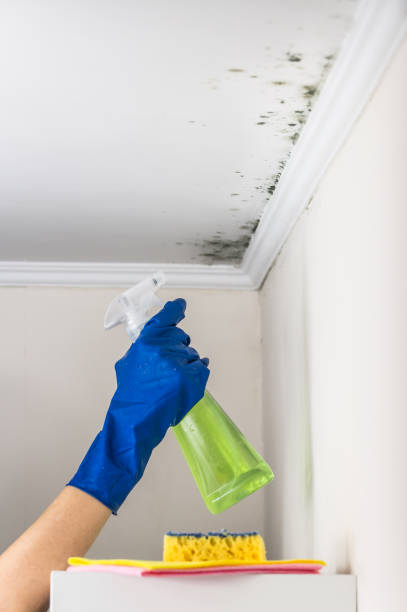 Best Black Mold Removal  in Philomath, OR